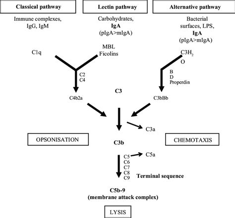 Image result for Complement Pathways Animation
