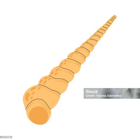Long Spiral Sea Shell Mollusk Nautical Seashell Stock Illustration ...