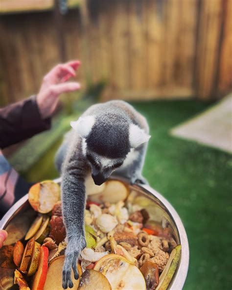 Lemur Experience - Lincolnshire Wildlife Park