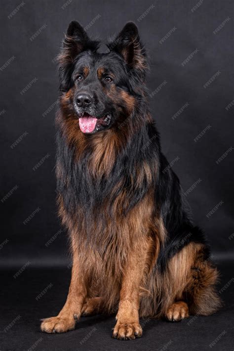 Long Haired German Shepherd