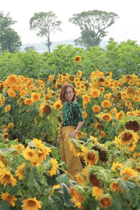 Go to Flower Market 的图像结果