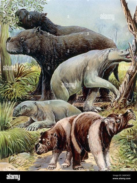 Australian megafauna, illustration. From top to bottom, these extinct prehistoric marsupials are ...