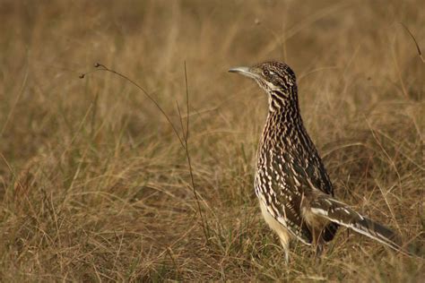 Road Runner Running 的图像结果