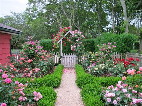 Country gardens with roses and fencing Cottage Garden Roses, Cottage ...