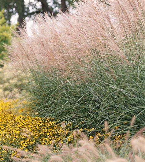 Types Of Tall Ornamental Grasses For Landscaping
