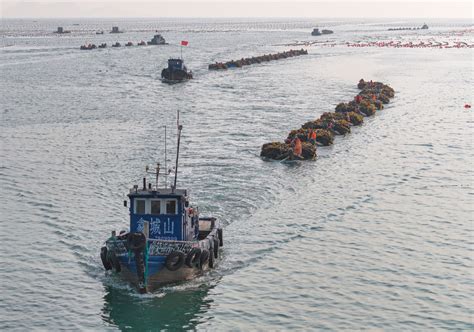 Photos Chine : aération du varech au Shandong — Chine Informations