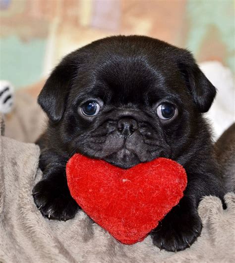 Black pug | Black pug puppies, Pug puppies, Black pug