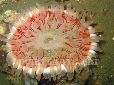 Foto's van duikstek Kerkweg / Nieuwe Kerkweg, Den Osse / Meeuwenstein ...