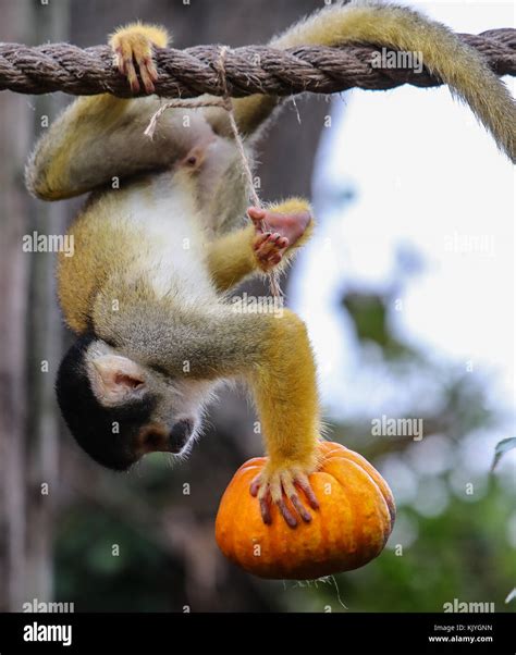 The penguins, monkeys and tigers of ZSL London Zoo get into the spirit ...