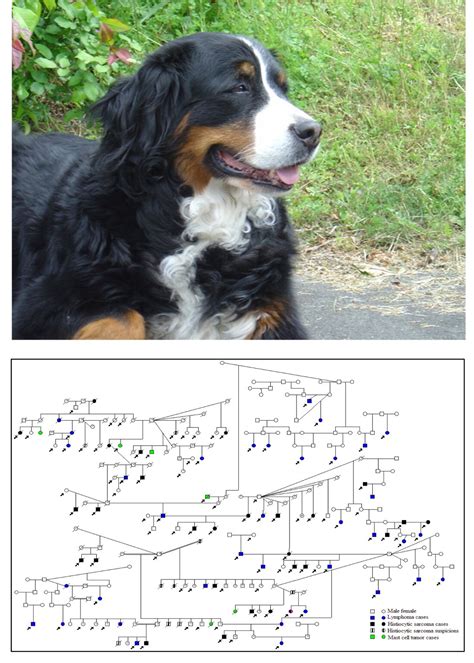 Is Lymphoma In Dogs Hereditary