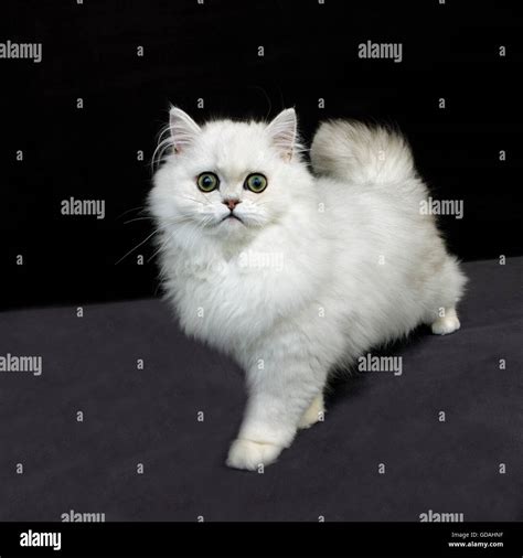 CHINCHILLA PERSIAN CAT WITH GREEN EYES Stock Photo - Alamy