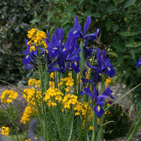 Iris Plant When To Move at Michael Brehm blog