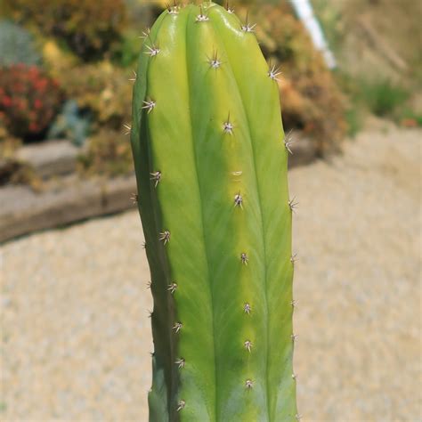 Shop 'San Pedro Cactus - Echinopsis pachanoi' Care and Growing Guide ...