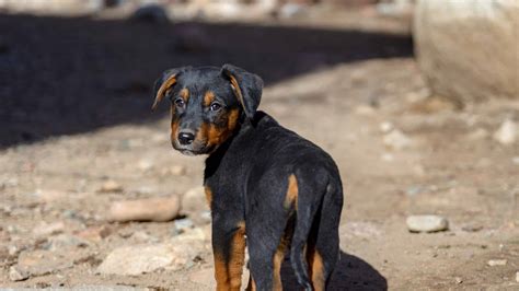 Rottweiler Cross Doberman Puppies