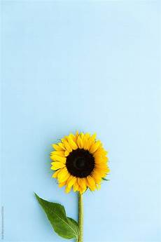 Lock Screen Iphone 7 Sunflower Wallpaper by Sunflower On Blue By Ruth Black For Stocksy United Lock Screen Iphone 7 Sunflower Wallpaper