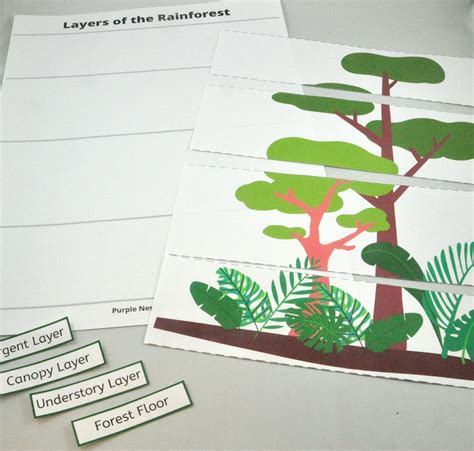 Rainforest Layers Worksheet 的图像结果