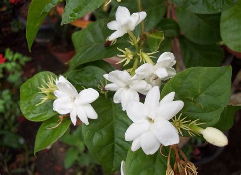 Is Jasmine A Good Indoor Plant at Sheryl Cargill blog