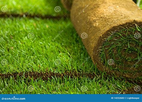 Turf grass rolls closeup stock image. Image of nature - 14252683