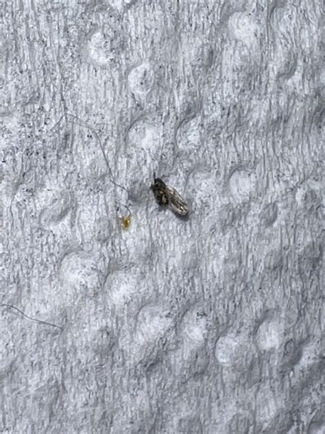 Hundreds of tiny winged hopping bugs on window screens : r/whatsthisbug