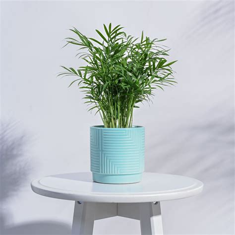 Maze Ceramic Pot – Ugaoo