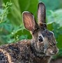 Image result for Rabbit Plush with Really Long Ears