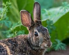 Image result for Pics of Rabbit Ears