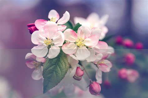 Blooming Marvels: Unveiling 100 Captivating Flower Facts