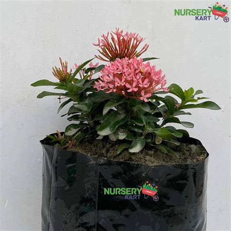 Buy Ixora Mini Dwarf (White - Pink) Plant online from Nursery Kart