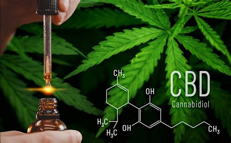 CBD: The Basics on How CBD Works in The Body [Infographic]