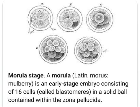 What is morula in humans? - Brainly.in