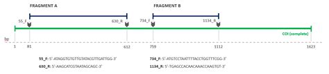 Molecular Characterization of Clistobothrium sp. Viable Plerocercoids ...