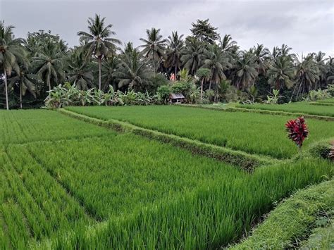 RUMAH RODA (Ubud, Bali) - Guesthouse Reviews, Photos, Rate Comparison ...