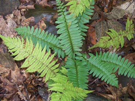 Christmas fern (Polystichum acrostichoides) - Boxford MA | Plant leaves, Christmas fern, Plants