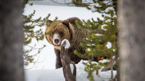First Grizzly Bear in Bighorn Mountains in a Century Euthanized for Predation | Outdoor Life