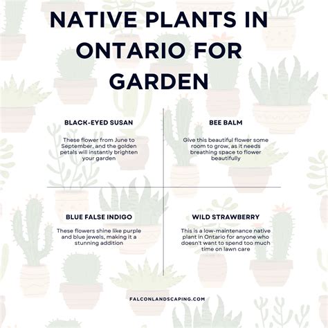 Native Plants in Ontario List: Top Ones to Choose From