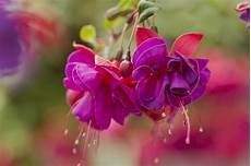 fucsia fiori sfondi fucsia 78 immagini fucsia fiori sfondi fucsia 78 immagini