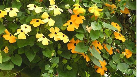Vine That Blooms All Summer Vermont Garden Journal: Dazzling Tropical