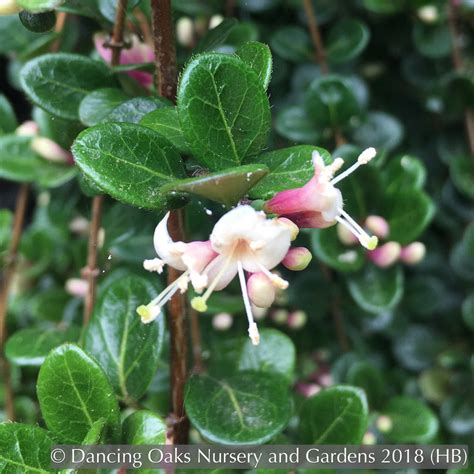 Lonicera crassifolia, Evergreen Honeysuckle – Dancing Oaks Nursery and ...