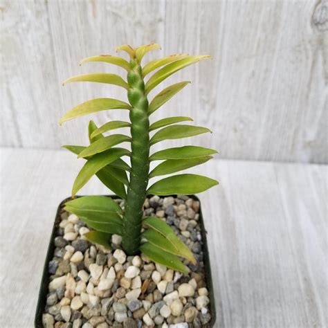 Shop 'Devils Backbone Plant - Euphorbia tithymaloides' Care & Info ...