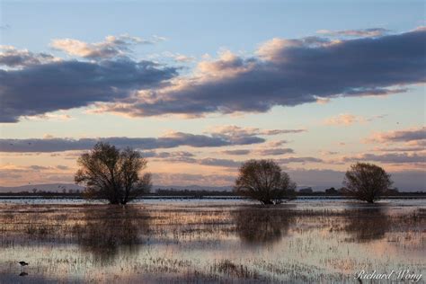 Three's Company | Merced National Wildlife Refuge, California | Richard ...