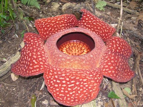 What Animals Eat The Rafflesia Flower at Samantha Straus blog - what is the smell of rafflesia