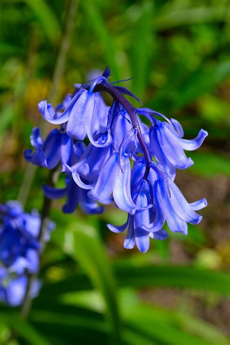 Bluebell Flower: Meaning, Symbolism, and Colors | Pansy Maiden