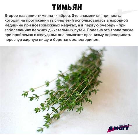 Чабер и чабрец: сходства и в чем разница | В чем разница