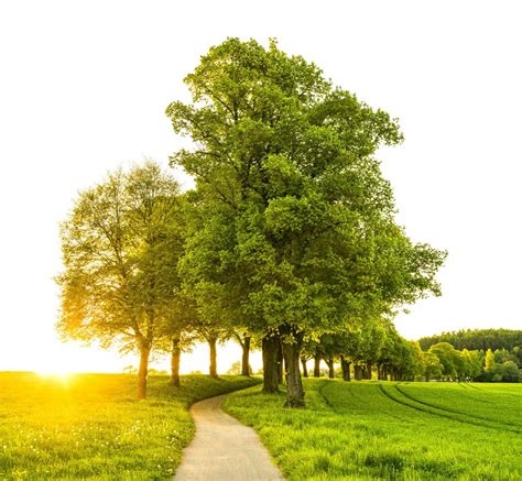 Can Trees Really Communicate Through a “Wood Wide Web”?