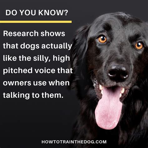 Why Do We Talk To Dogs In High Pitched Voices at Catherine Dorsey blog