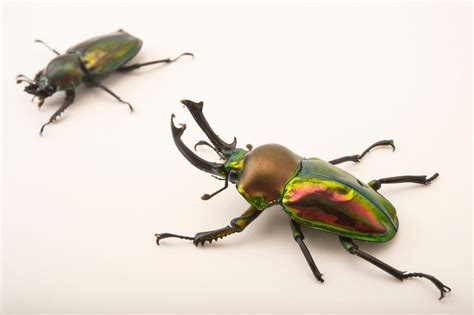 INS002-00245 - Joel Sartore