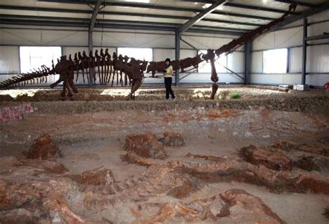云南发现距今1.8亿年恐龙化石(组图)|禄丰|云南|组图_新浪新闻