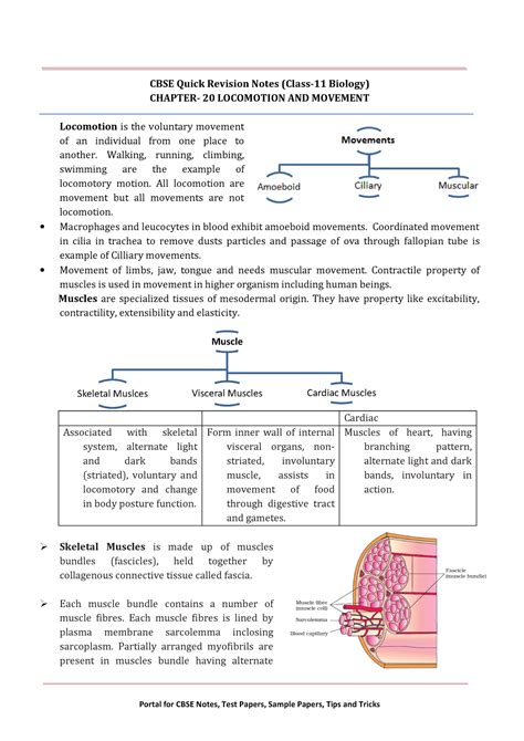 11 biology notes ch20 locomotion and movement - Portal for CBSE Notes ...