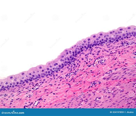 Urinary Bladder. Transitional Epithelium Stock Image - Image of microscopic, smooth: 324197859