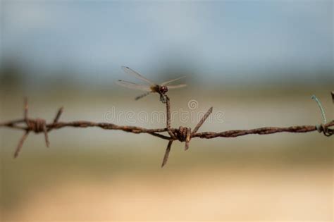 Lujv Old World New World 的图像结果